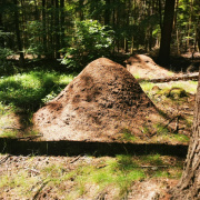anthills