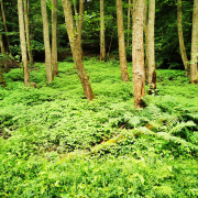 thegreensoftheforest