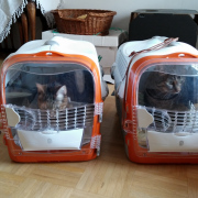 Die Astronautinnen