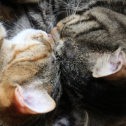 Awww