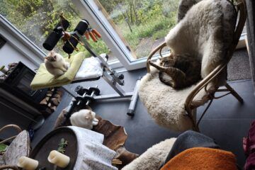 Ein Foto unseres Wintergartens mit allen drei Katzen auf verschiedenen Liege- und Sitzpositionen