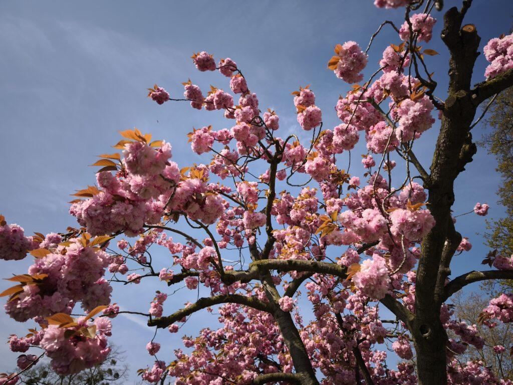 Rosa Kirschblüten vor blauem Himmel