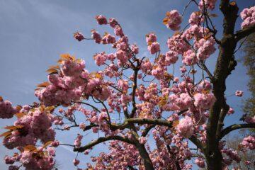 Rosa Kirschblüten vor blauem Himmel