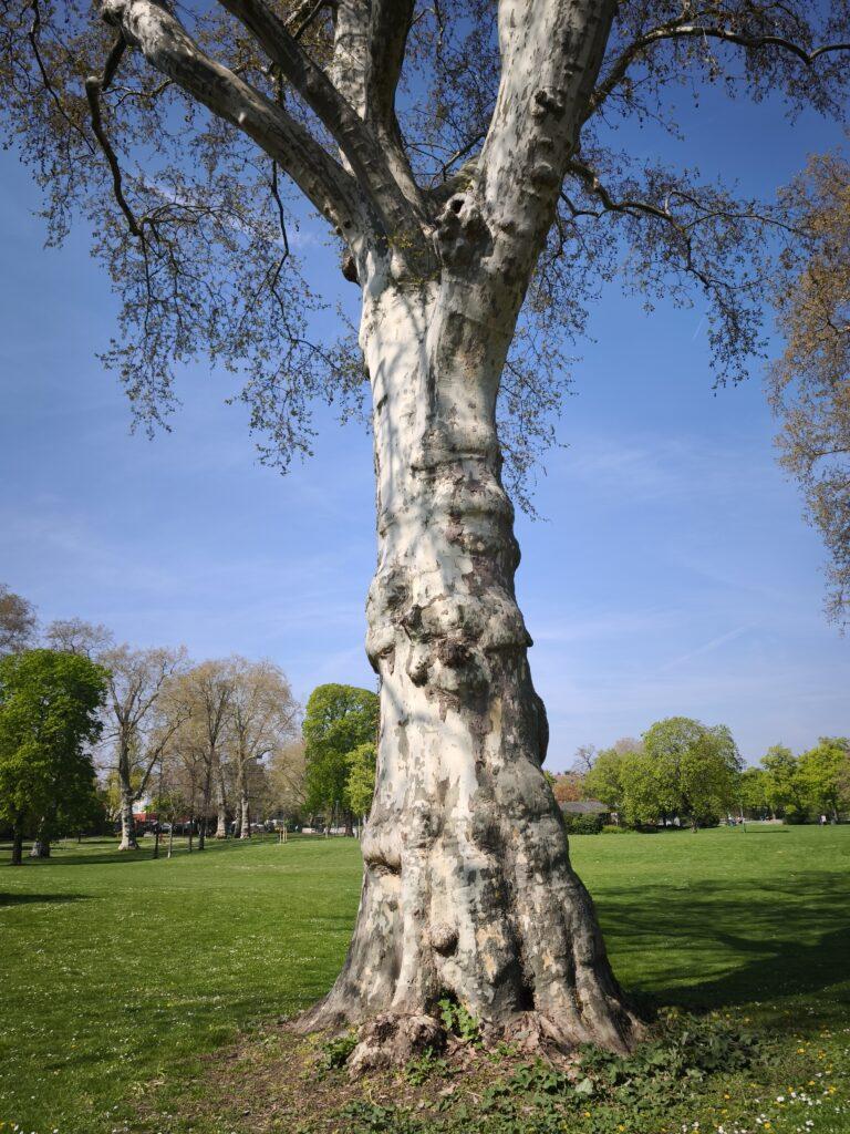 Baum im Herrngarten Darmstadt