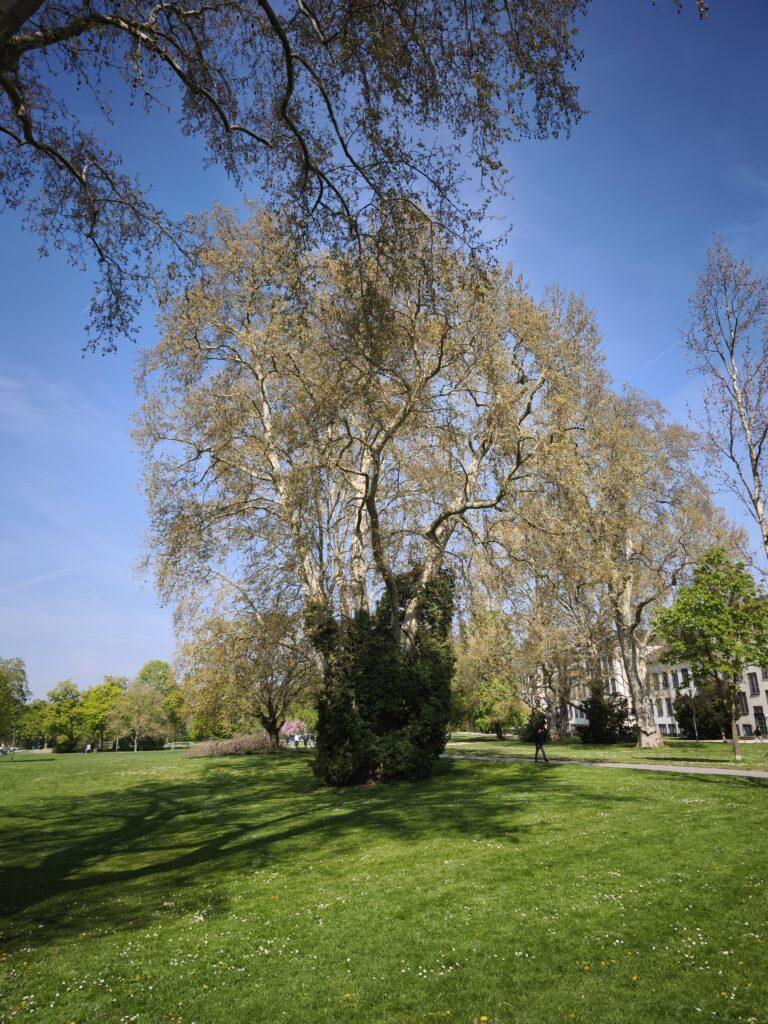 Großer Baum im Herrngarten in Darmstadt bei schönem Wetter mit blauem Himmel