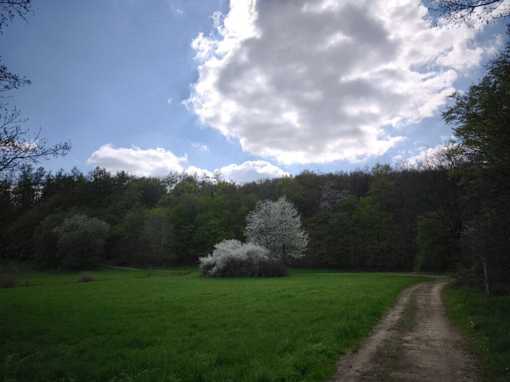 Blühende Bäume und eine Wiese, im Hintergrund Wald, blauer HImmel und eine Wolke