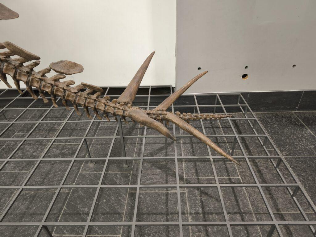 Der Thagomizer! Schwanzende des Stegosaurus in der Halle des Senckenberg-Museums