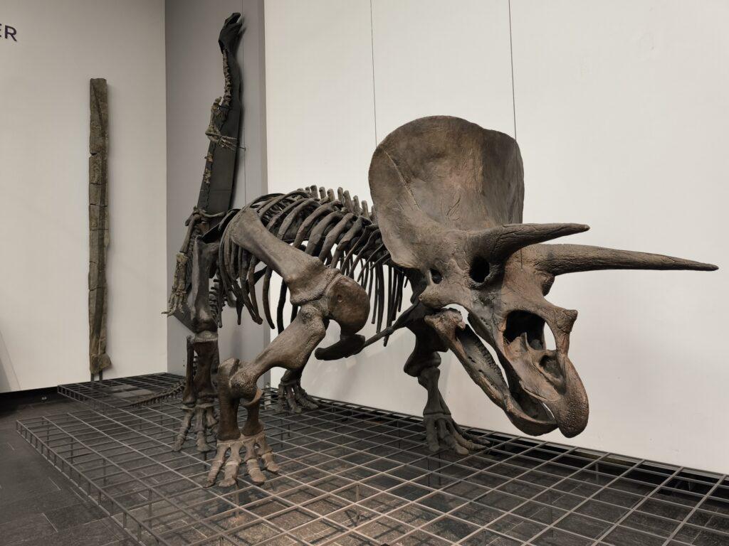 Skelett des Triceratops in der Halle des Senckenberg-Museums