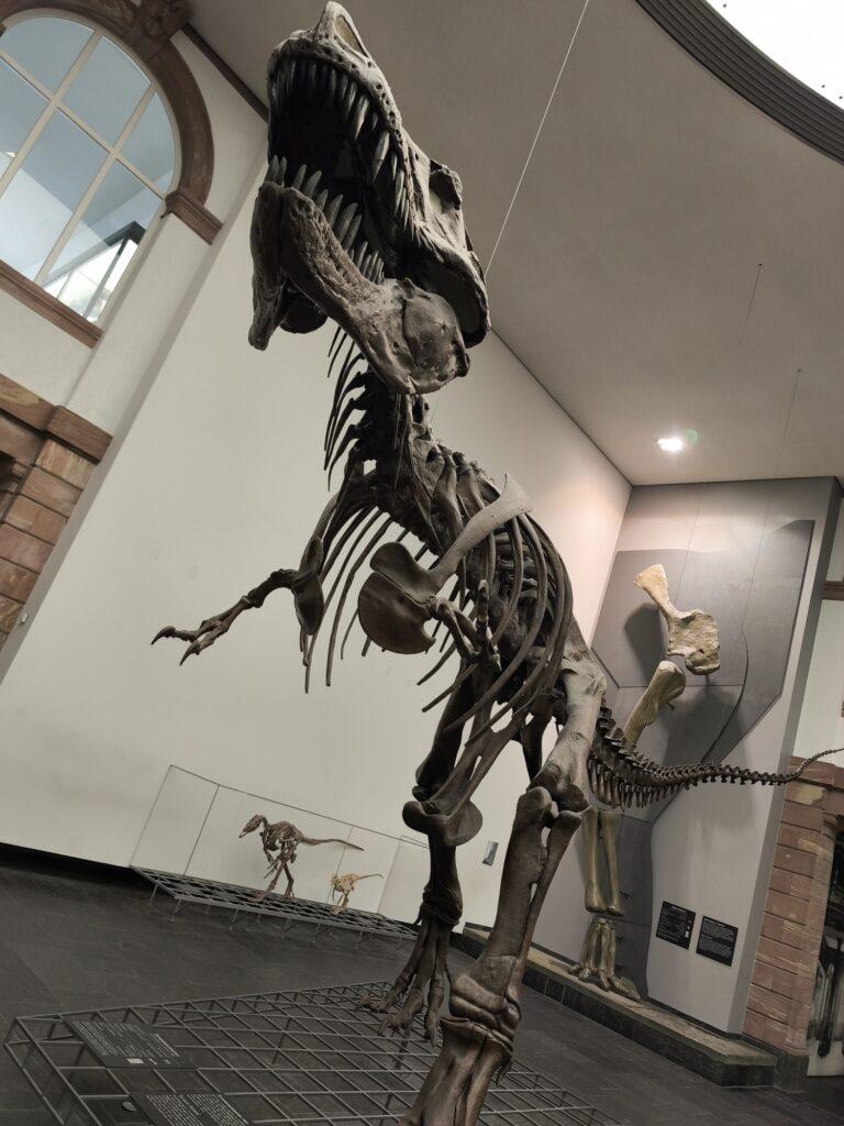 Das Skelett des Tyrannosaurus Rex in der Halle des Senckenberg-Museums
