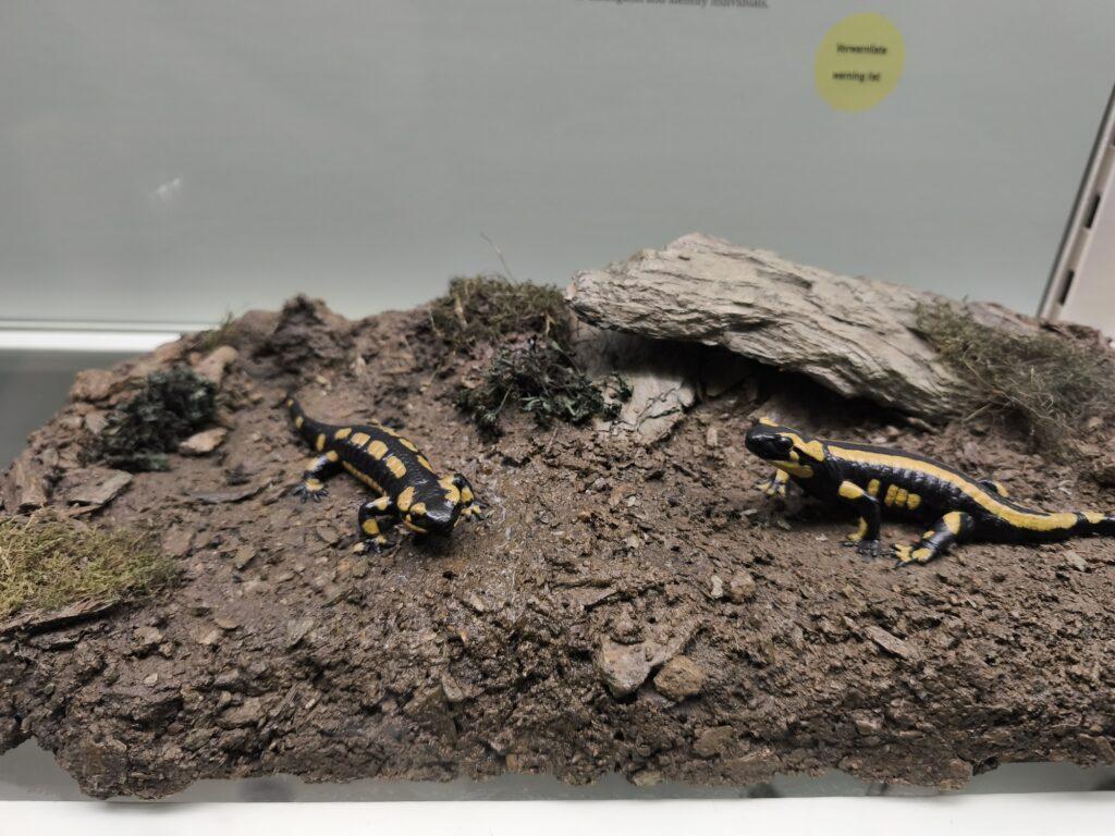 Display mit zwei Feuersalamandern im Senckenberg-Museum
