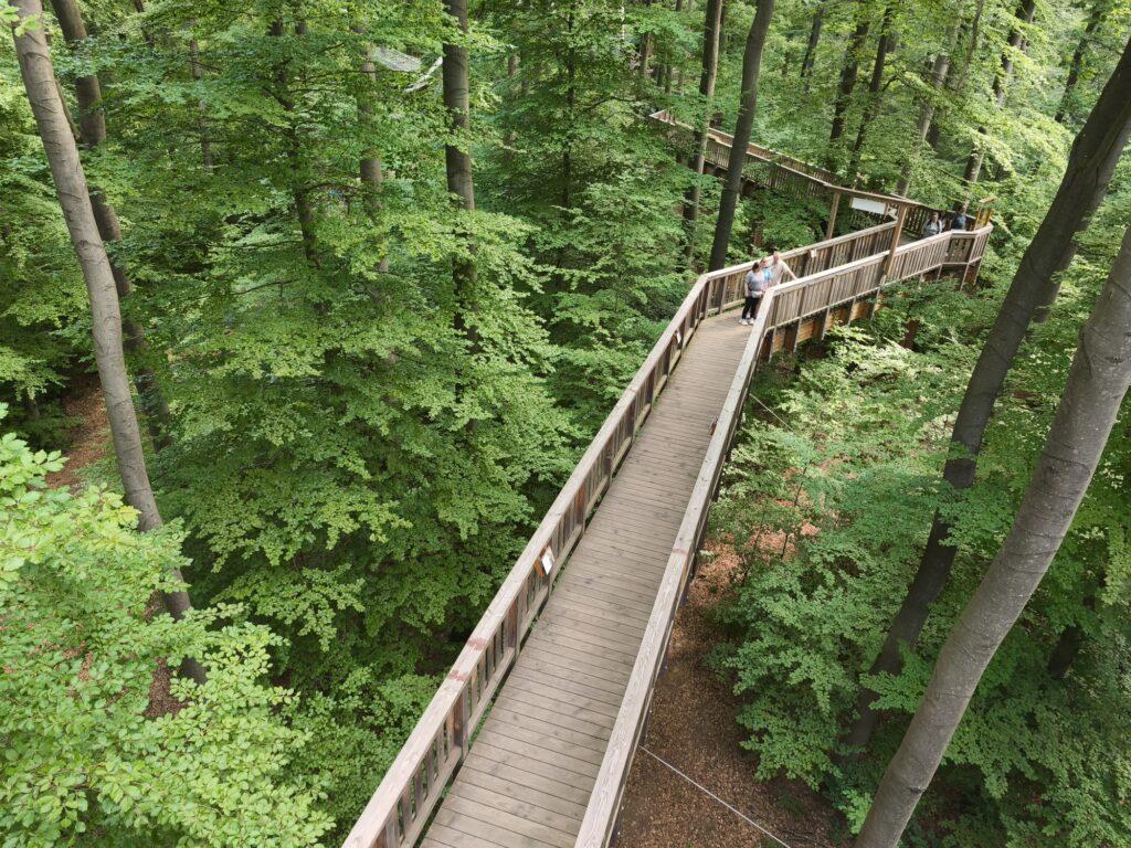 Baumwipfelweg von oben